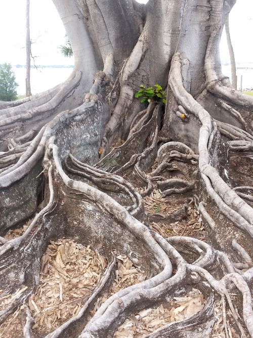 Fig Tree Roots