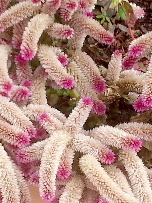 Long Fuzzy Flowers