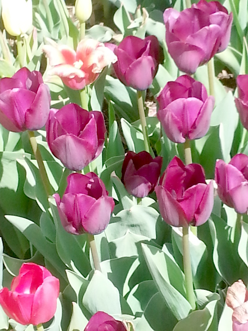 Tulips