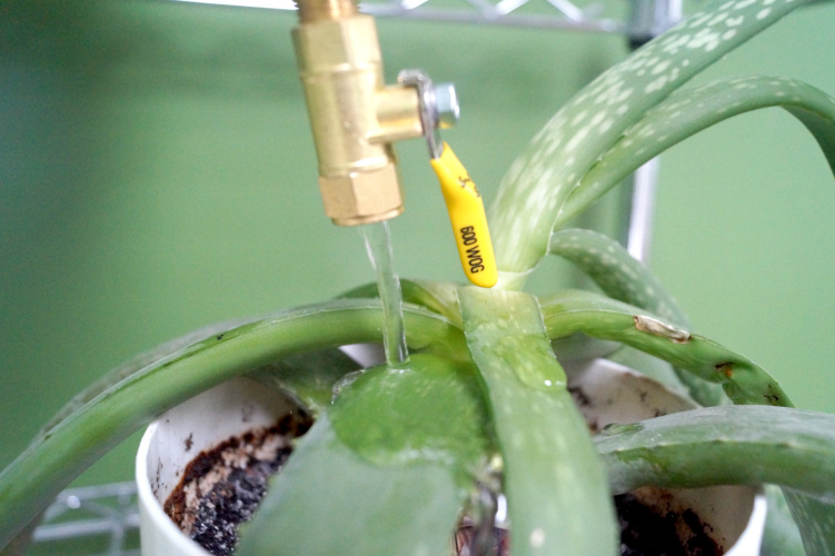 5 Gallon Bucket 1/4 inch NPT Adapter Watering Aloe Vera